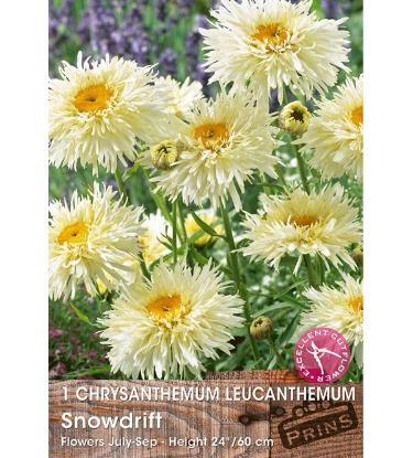 Picture of Chrysanthemum Leucanthemum Snowdrift - 1 BARE ROOT