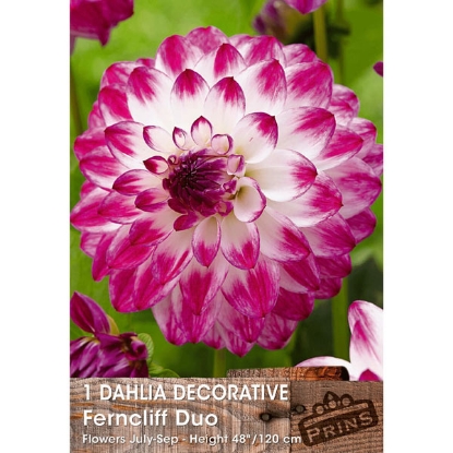 Picture of Dahlia Decorative Ferncliff Duo - 3 Tubers