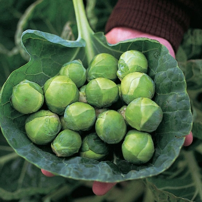 Picture of Brussel Sprouts Brigitte F1 - 12 plants - MAY DELIVERY