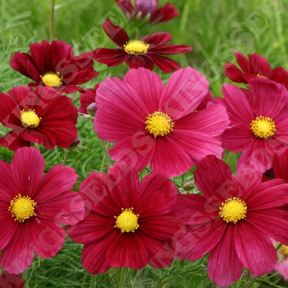 Picture of Cosmos Bippinatus Rubinato