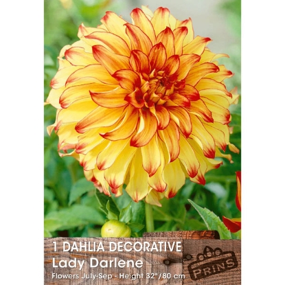 Picture of Dahlia Lady Darlene - 3 Tubers