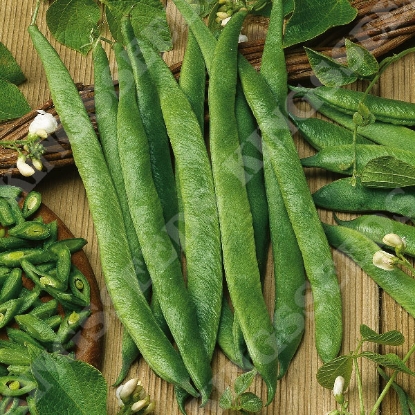 Picture of Runner Bean White Lady