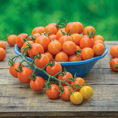 Picture of Tomato Honeycomb Plug Plants - 3 x 9cm Pots - MAY DELIVERY