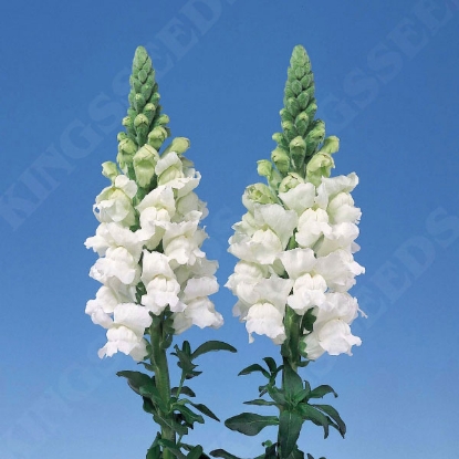 Picture of Antirrhinum White Admiral F1