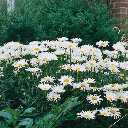 Picture of Wildflower Ox eye Daisy (Leucanthemum vulgare)