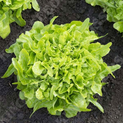 Picture of Lettuce Baby Oakleaf