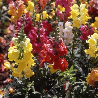 Picture of Antirrhinum Cheerio F2