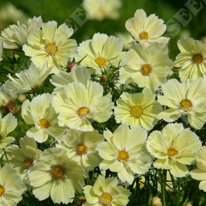 Picture of Cosmos Bipinnatus Xanthos