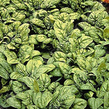 Picture of Spinach Medania