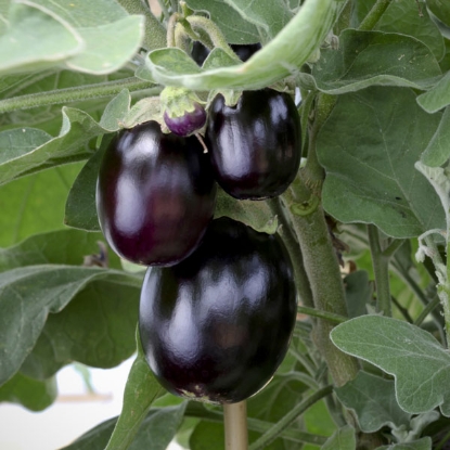 Picture of Aubergine Black Beauty - 3 Plants - MAY DELIVERY