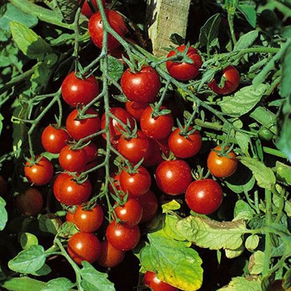 Picture of Tomato Sweet Million F1 Plants- 3 x 9cm - MAY DELIVERY