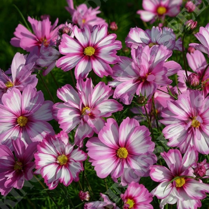 Picture of Cosmos Capriola