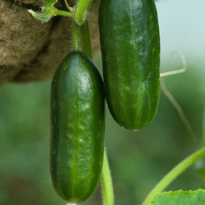 Picture of Cucumber Mini Petita F1 - 3 x 9cm - MAY DELIVERY