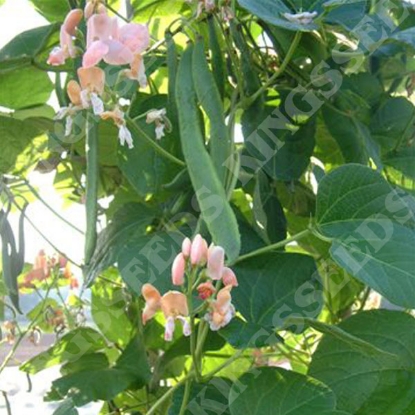 Picture of Runner Bean Celebration