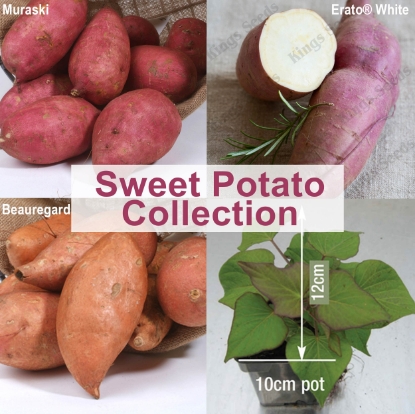 Picture of Sweet Potato Plant Collection - 1 of each Beauregard, Muraski, & Erato® White - MAY DELIVERY