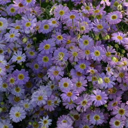 Picture of Brachycome Iberidifolia Little Missy