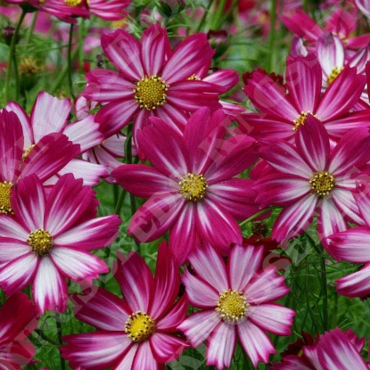 Picture of Cosmos Cosimo Red-White