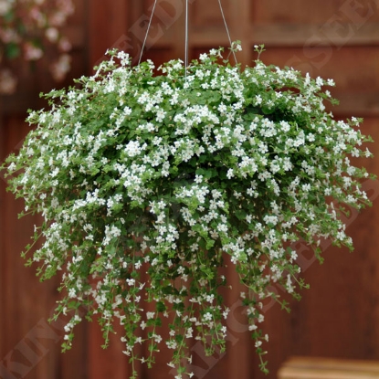 Picture of Bacopa Snowtopia