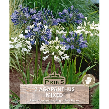 Picture of Agapanthus Mixed - 4 Bulbs