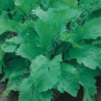 Picture of Indian Mustard - Amsoi