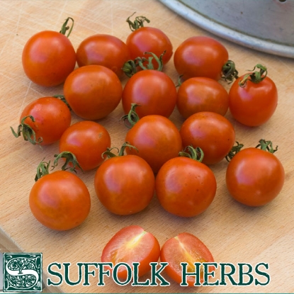 Picture of Organic Tomato Koralik Seeds