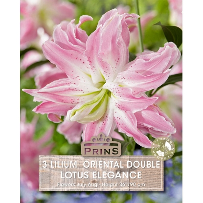 Picture of Lilium Oriental Double Lotus Elegance - 3 Bulbs