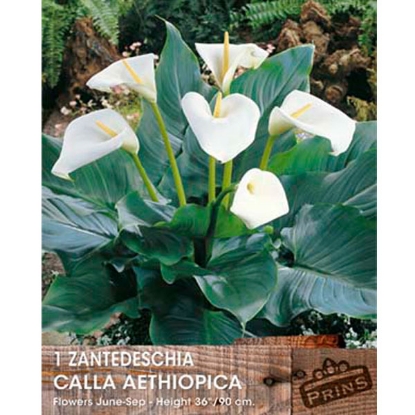 Picture of Zantedeschia Calla Aethiopica - 1 Bulb