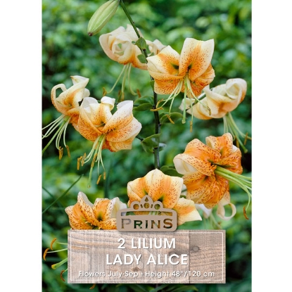 Picture of Lilium Lady Alice - 2 Bulbs