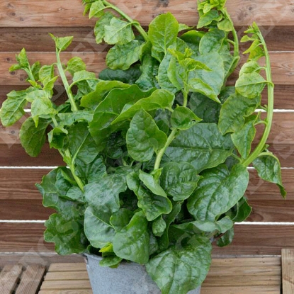 Picture of Malabar Spinach Select Green (Basella alba)