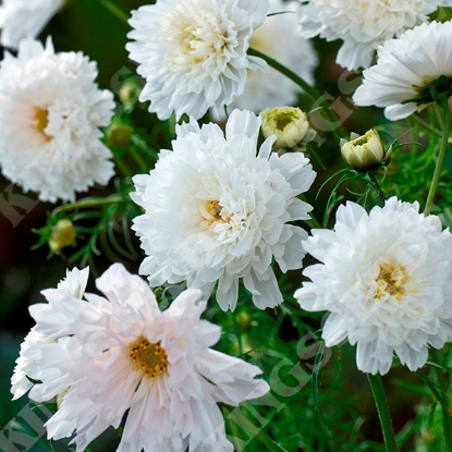 Picture of Cosmos Double Click Snowpuff