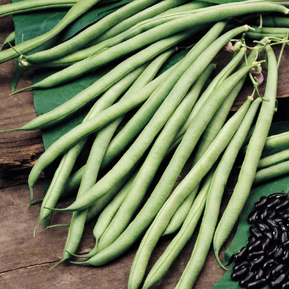 Picture of Dwarf French Bean Vilbel - 12 plants - MAY DELIVERY