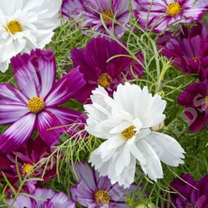 Picture of Cosmos Bippinatus Fizzy Mixed