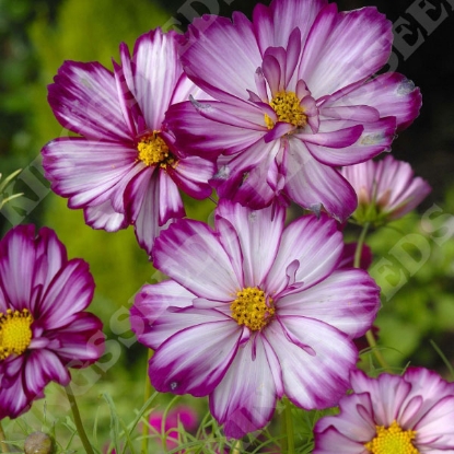 Picture of Cosmos Fizzy Rose Picotee