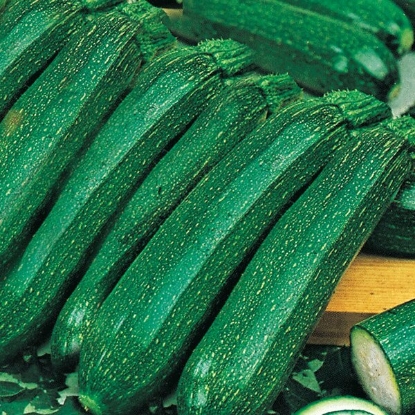 Picture of Courgette Ambassador F1 Plants - 3 x 9cm - JUNE DELIVERY