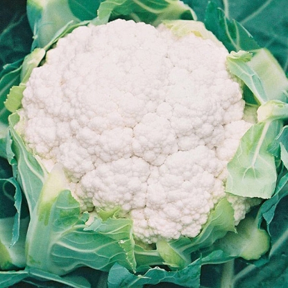 Picture of Cauliflower White Excel F1 - 12 plants - MAY DELIVERY