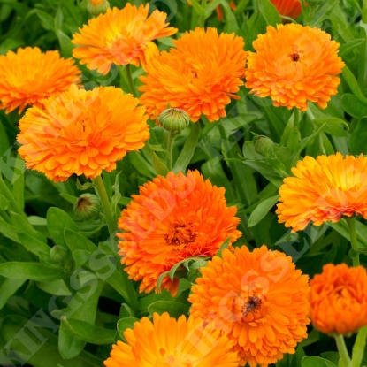 Picture of Calendula Orange King