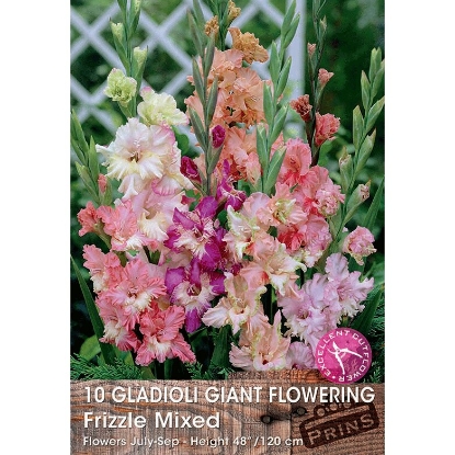 Picture of Gladioli Frizzle Mixed - 20 Bulbs