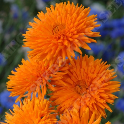 Picture of Calendula Porcupine