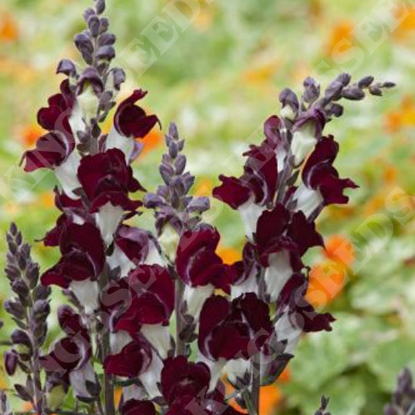 Picture of Antirrhinum Night And Day