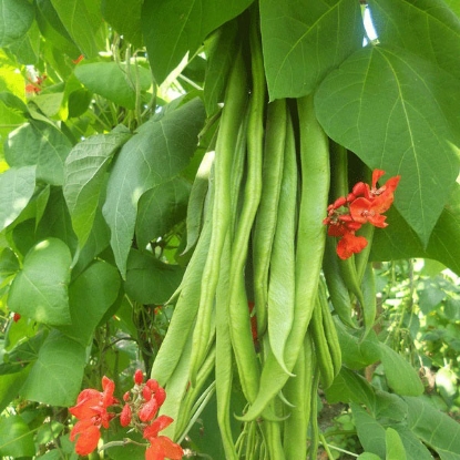 Picture of Runner Bean Firestorm - 12 plants - MAY DELIVERY