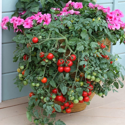 Picture of Tomato Tumbling Tom Red 3 Plants - MAY DELIVERY