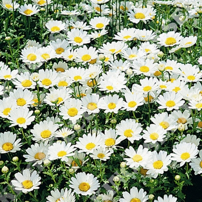 Picture of Chrysanthemum Snowland