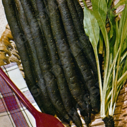 Picture of Scorzonera Long Black Maxima