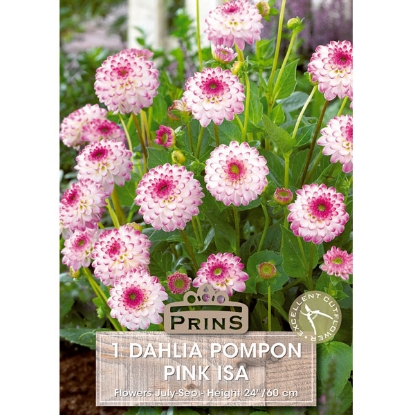 Picture of Dahlia Pompon Pink ISA - 3 Tubers