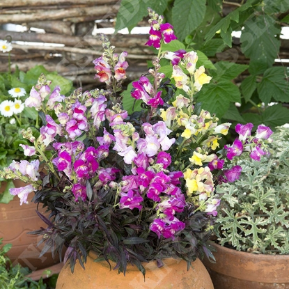 Picture of Antirrhinum Twilight Mixed