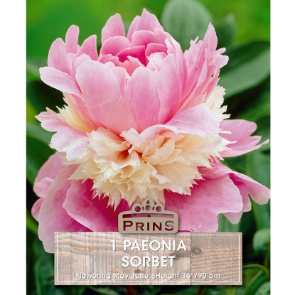 Picture of Paeonia Sorbet - 3 Bulbs