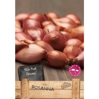 Picture of Onion Sets Pink Rosanne - 1 Pack of 50