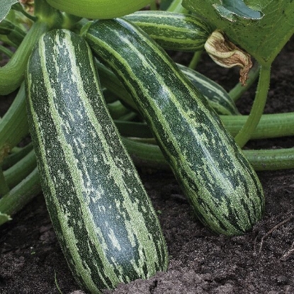 Picture of Marrow Tiger Cross F1 Plants - 3 x 9cm - MAY DELIVERY