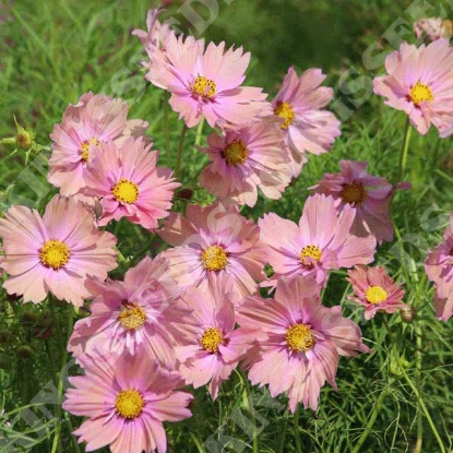 Picture of Cosmos Apricota