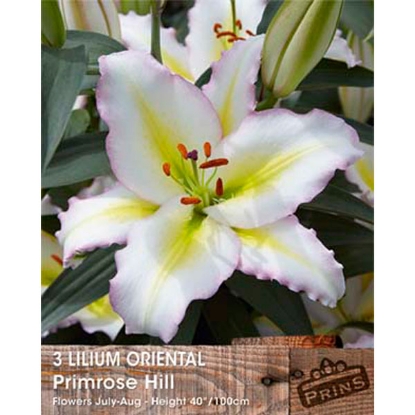 Picture of Lilium Oriental Primrose Hill - 3 Bulbs